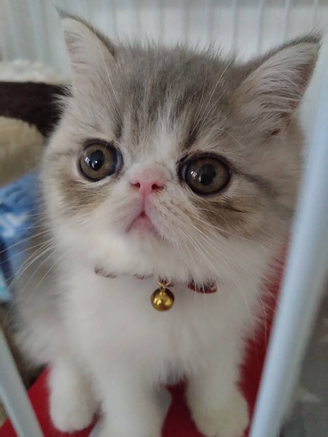 飼い主を見つめるエキゾチックショートヘアの子猫
