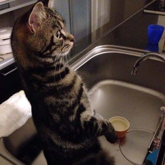 アメリカンショートヘアーのコタロウくん