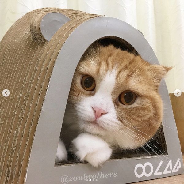 スコティッシュフォールドのえんちゃん