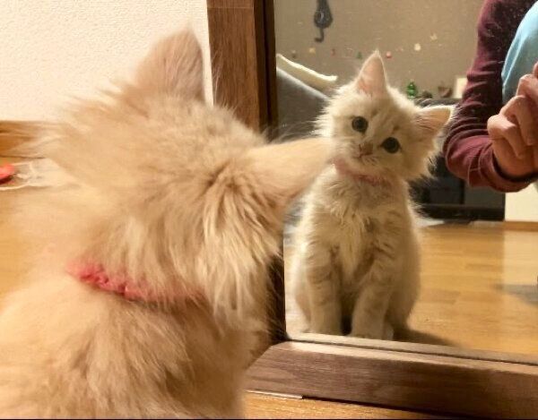 鏡を見つめるベルちゃん