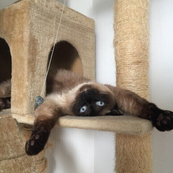 アル　シャム　だらけ