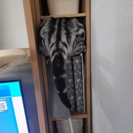 アメリカンショートヘアのトムくん