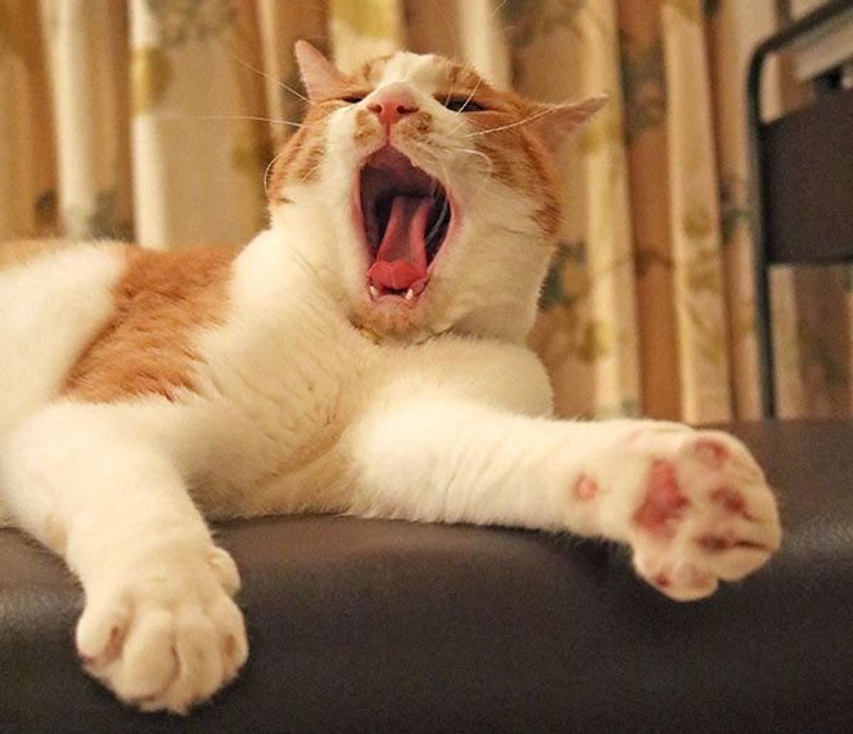 成長した子猫に見られた数々の 変化 にv系バンドマンもびっくり ねこのきもちweb Magazine 成長した子猫に見られた数々の 変化 にv系バンドマンもびっくり ねこのきもちweb Magazine