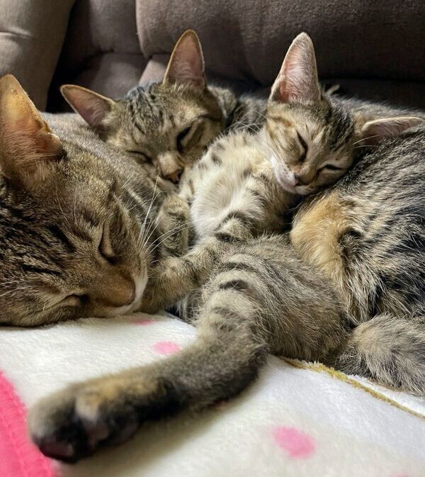 仲良く眠る猫たち