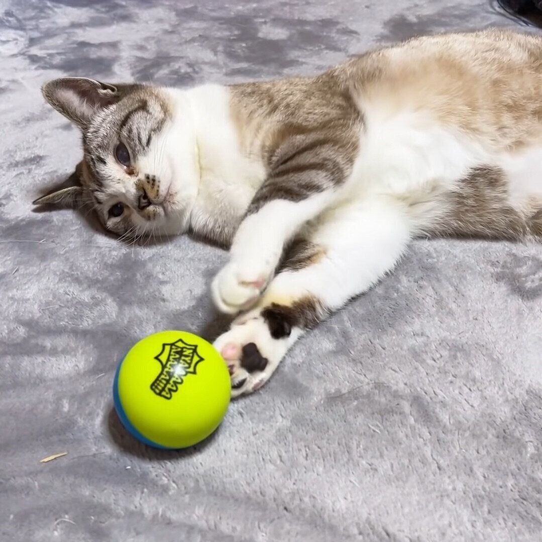 ボールをとってもらったリノちゃん