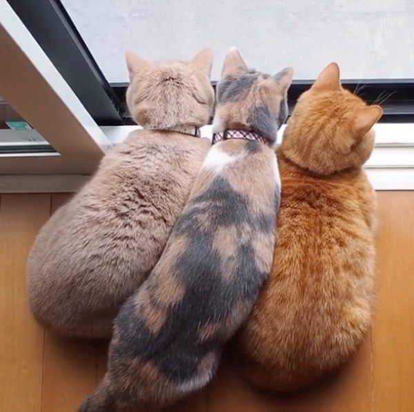 2匹の間に入ろうとするララちゃん