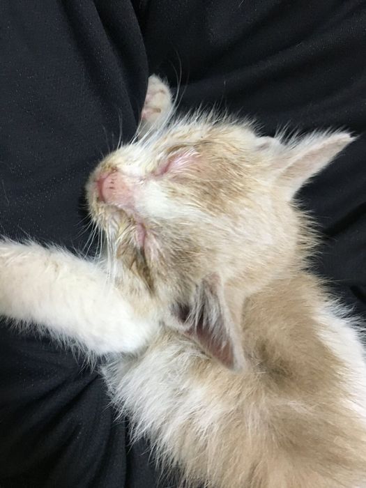 ミルちゃんは“ちゃん”の敬称まで含めたものが名前なのだとか