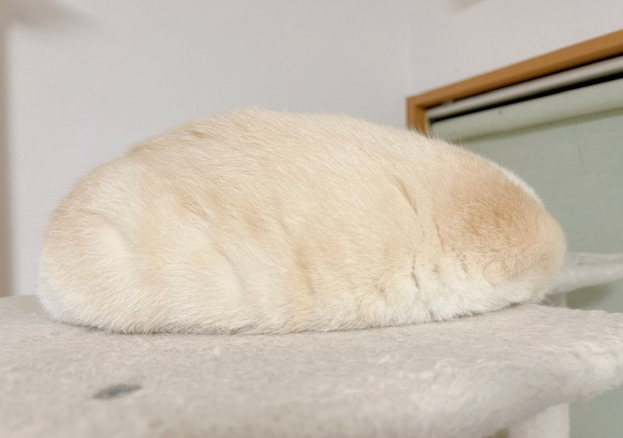 笹かまぼこのような見た目のひなたちゃん