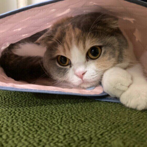 スコティッシュフォールド