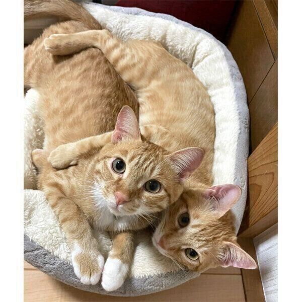 仲良しなツムくんとサムくん