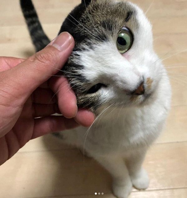 スリスリするキジ白