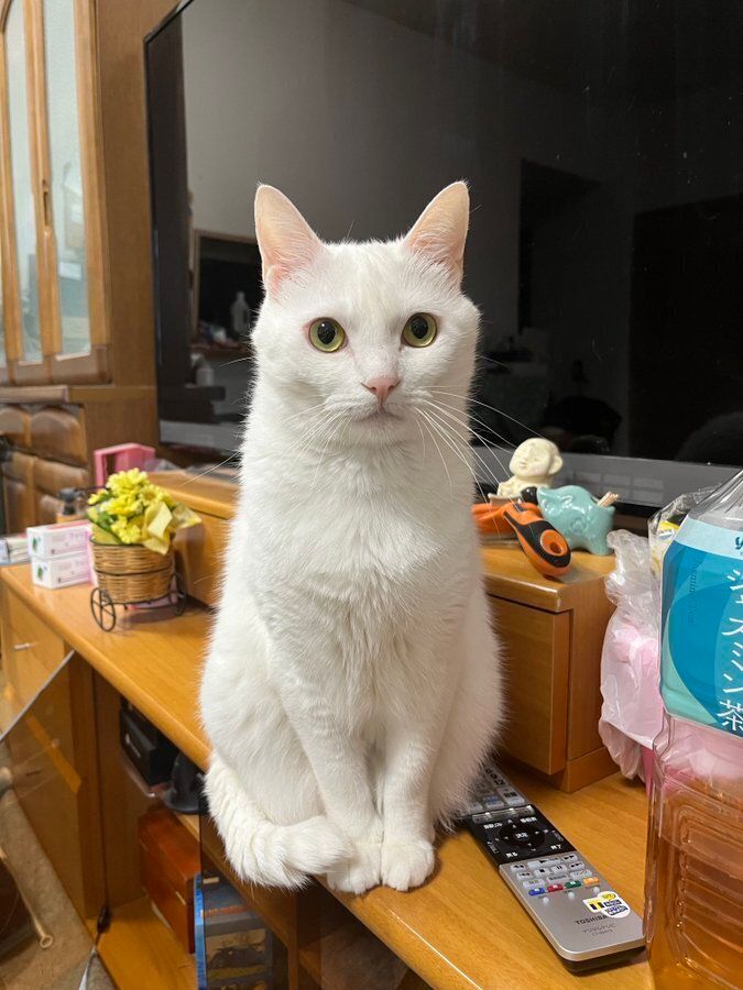 飼い主を見つめる猫