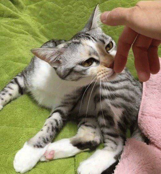 ニオイを嗅ぐキジトラ