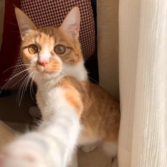 ゆずちゃんの猫パンチ