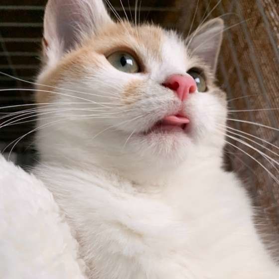 舌をしまい忘れたマンチカン