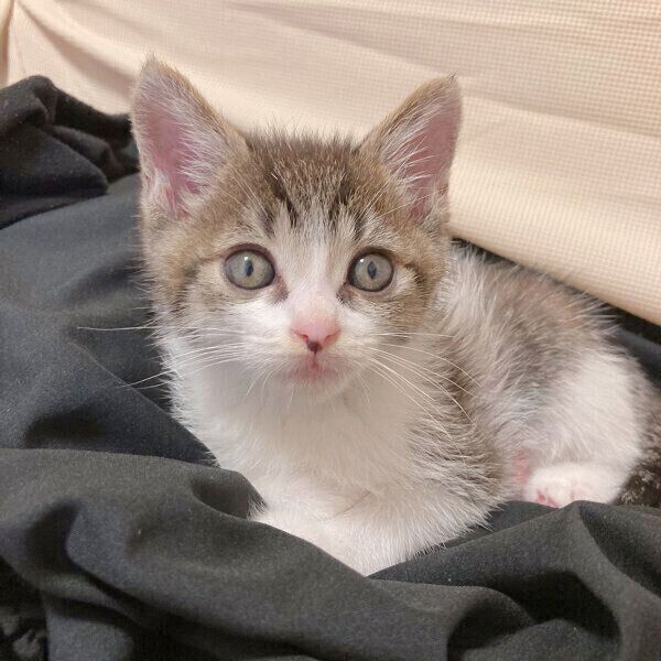 見つめるあめくん