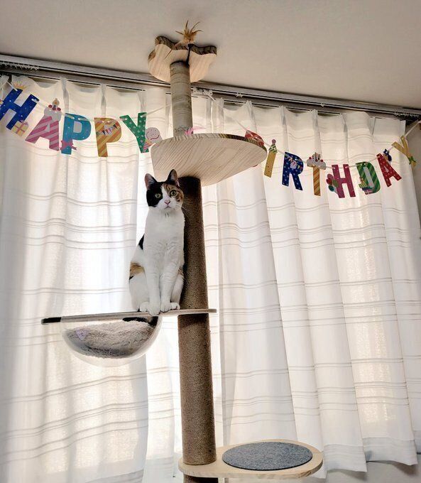 キャットタワーにのぼる神楽ちゃん