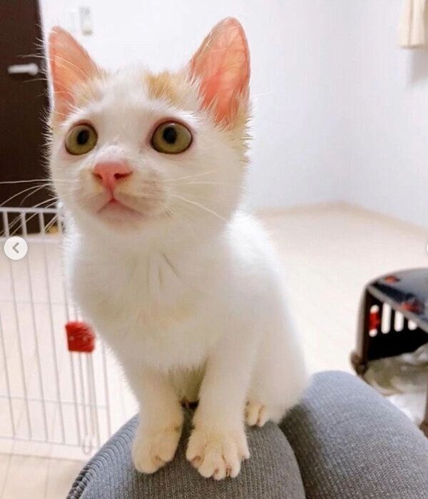 お座りするりぼんちゃん