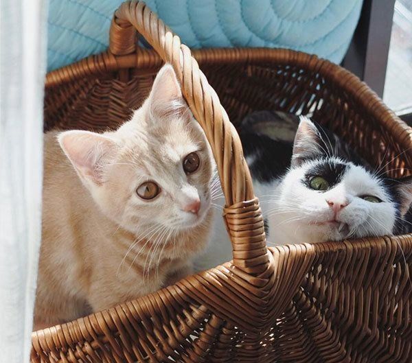 パンきゅんとねくすちゃん