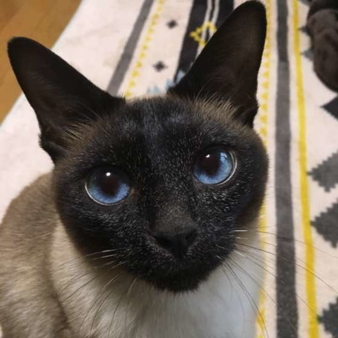 肉球や香箱座りも 可愛い猫の顔文字10選 ねこのきもちweb Magazine 肉球や香箱座りも 可愛い猫の顔文字10選 ねこのきもちweb Magazine