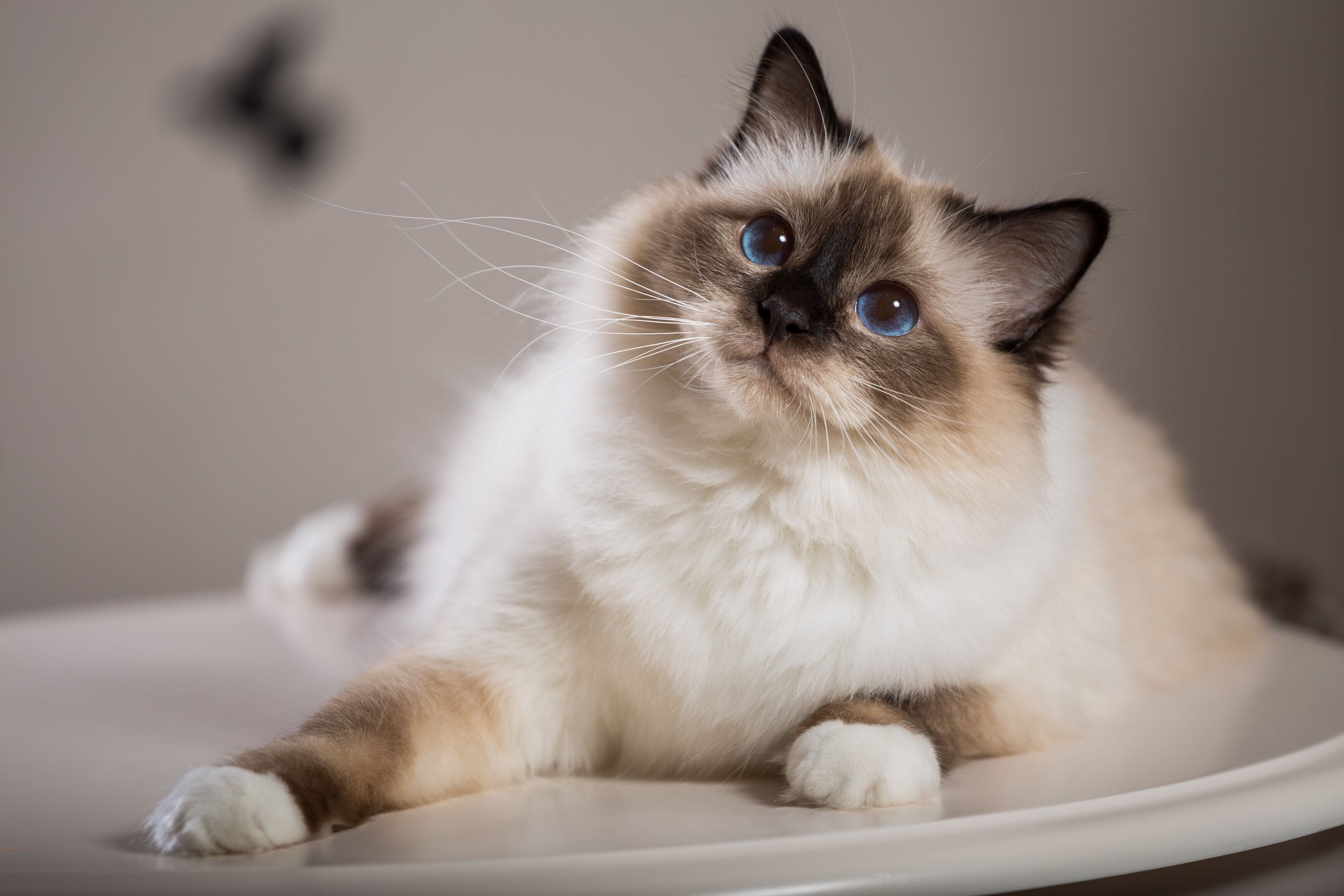 上を向く猫