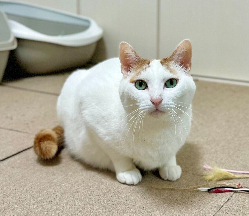 飼い主を見つめる猫
