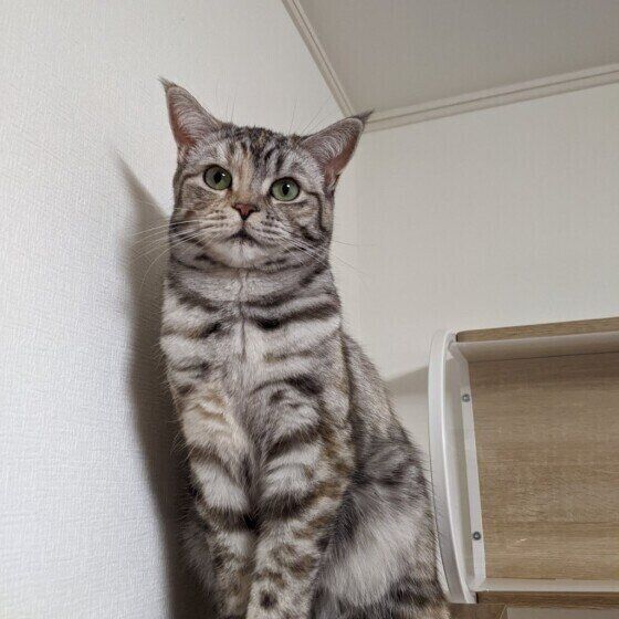 スコティッシュフォールドのミルちゃん