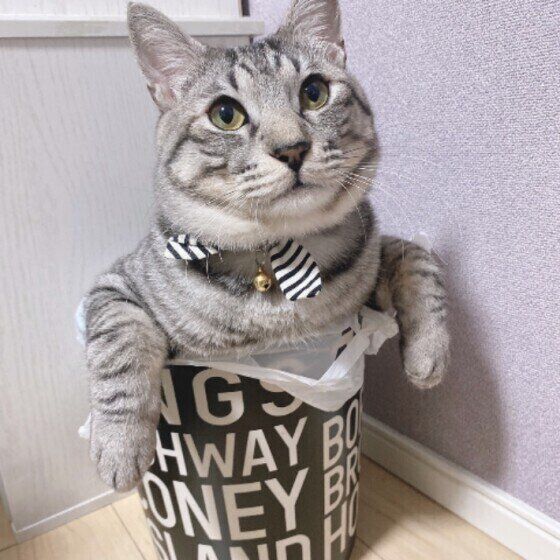 ゴミ箱の中に入るサバトラ