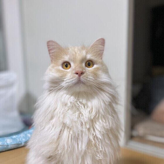 サイベリアンのアルくん