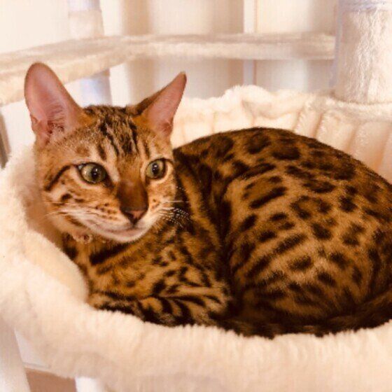 ベンガルのベルちゃん