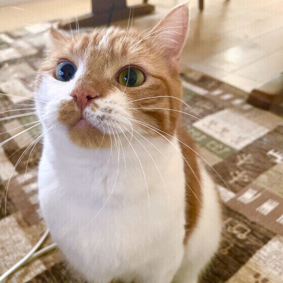 マンチカンのひめちゃん♪