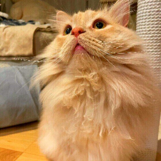 キョトンとするラガマフィンの男の子