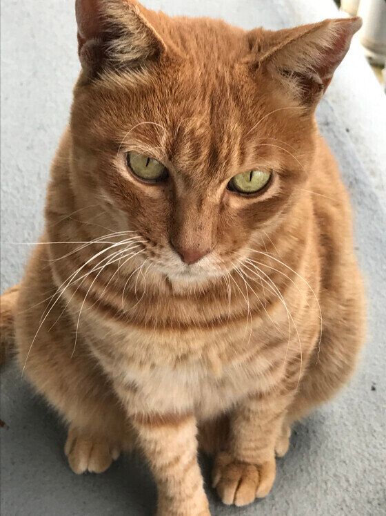 気まぐれな茶トラのチャコちゃん