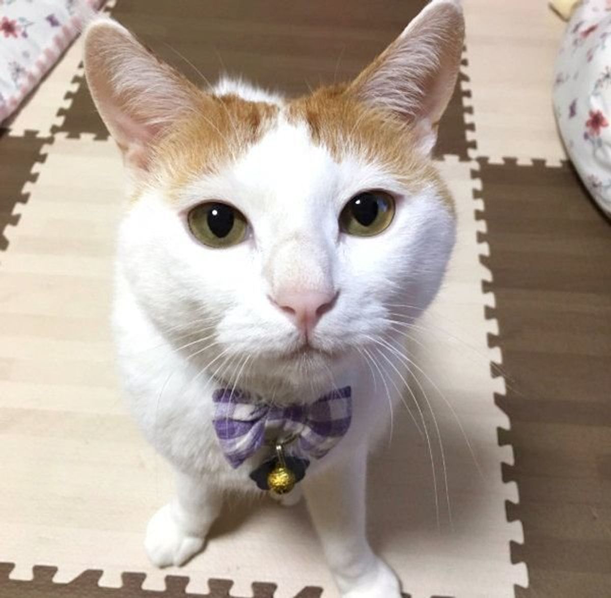 おやつの余韻が長い猫 で話題 元保護猫むぎちゃんの魅力って ねこのきもちweb Magazine おやつの余韻が長い猫 で話題 元保護猫むぎちゃんの魅力って ねこのきもちweb Magazine