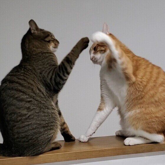 MIXキジトラのごまちゃん