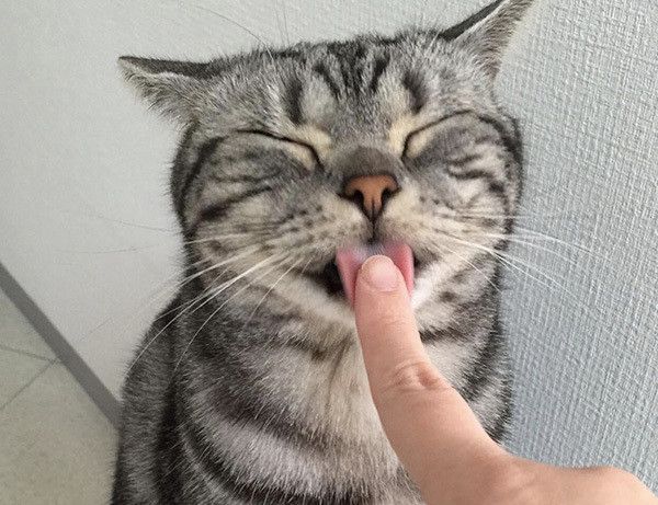 舐めるアメリカンショートヘア