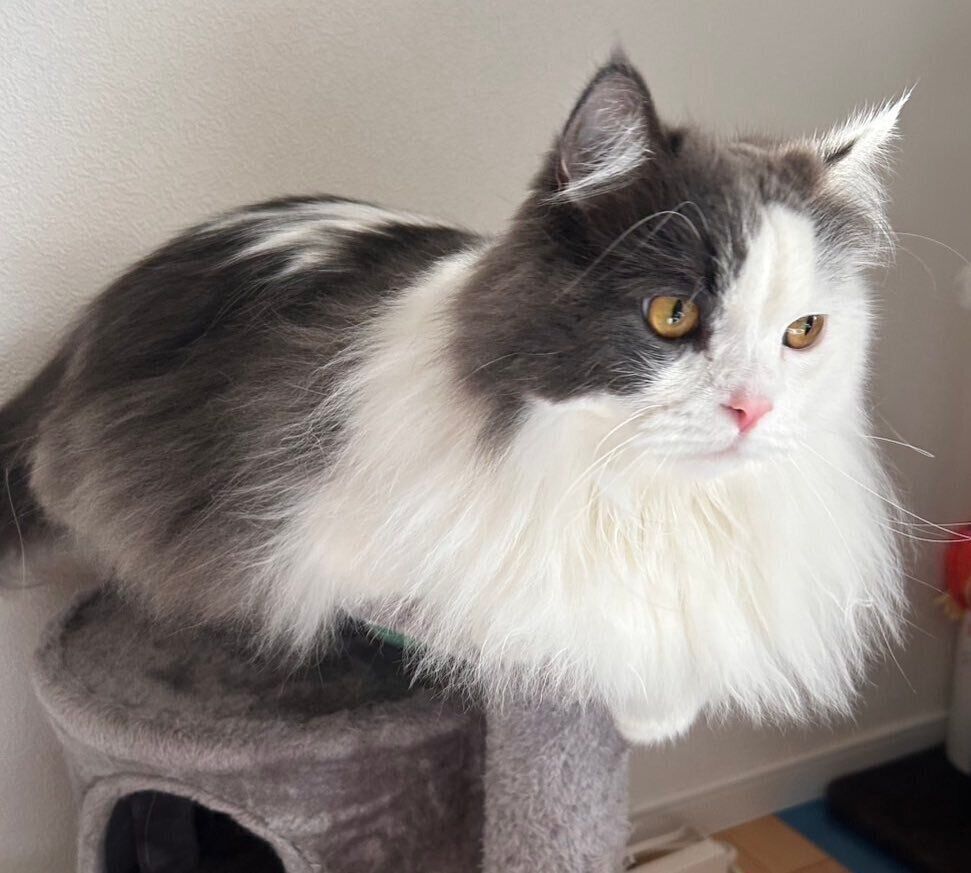 3才になったちゃいくん