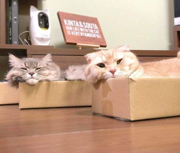 箱の中に入るスコティッシュフォールドとラガマフィン