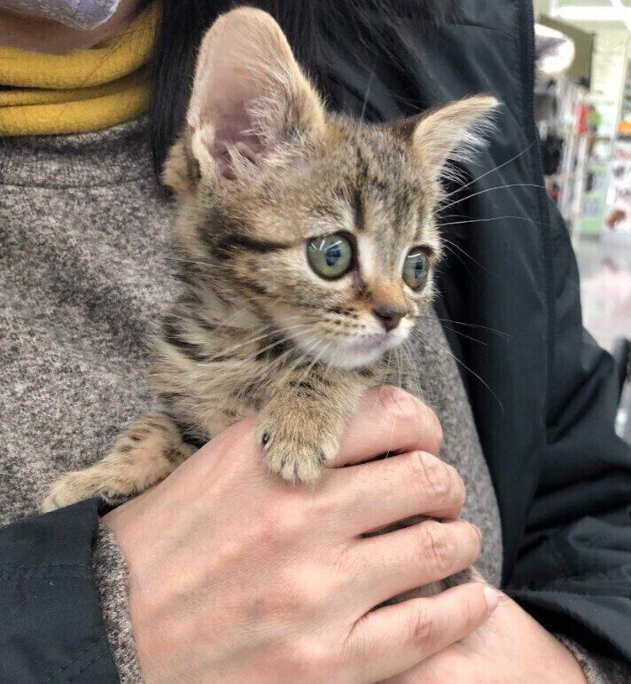 生後2カ月半のアメリカンショートヘア