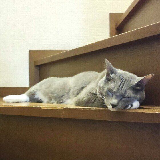 グレー猫の蘭丸ちゃん