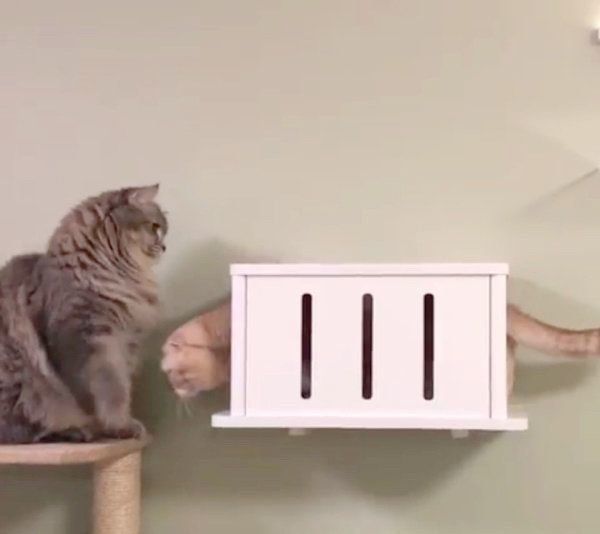 上下関係が逆転するスコティッシュフォールドとラガマフィン