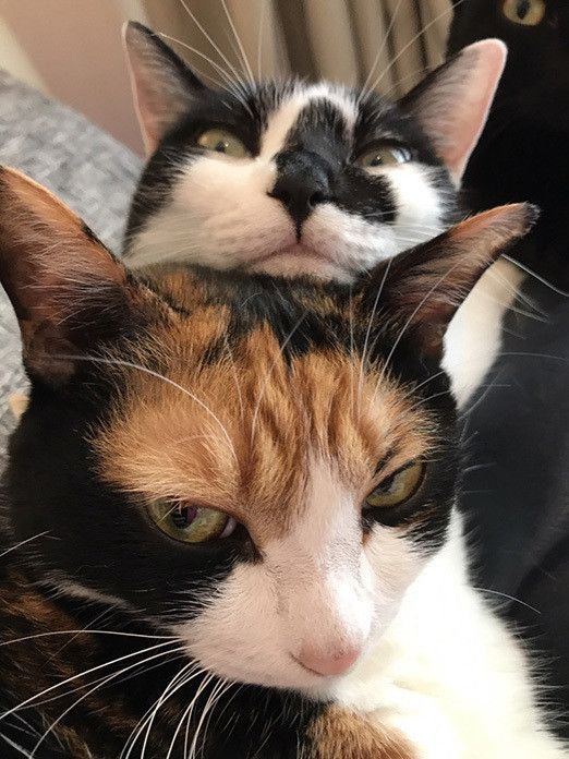 トーテムポールな猫たち