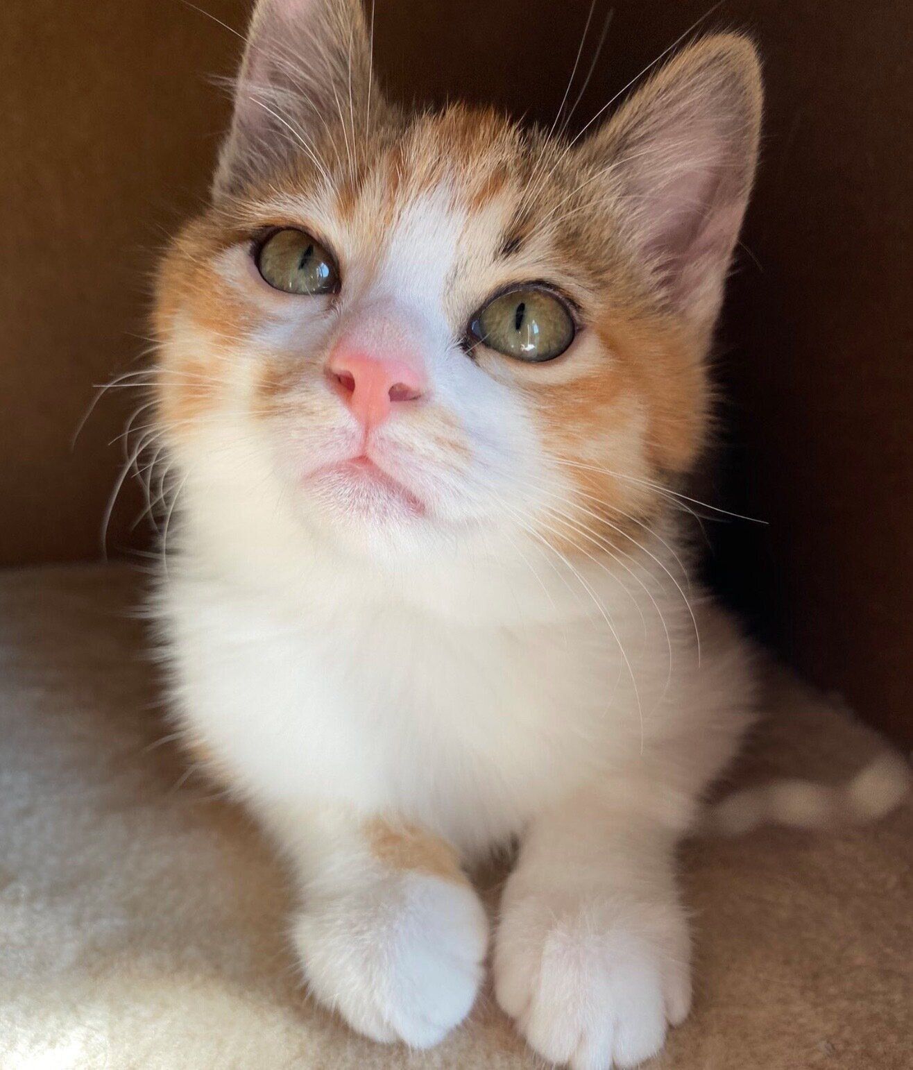 傷が治った頃のハナちゃん