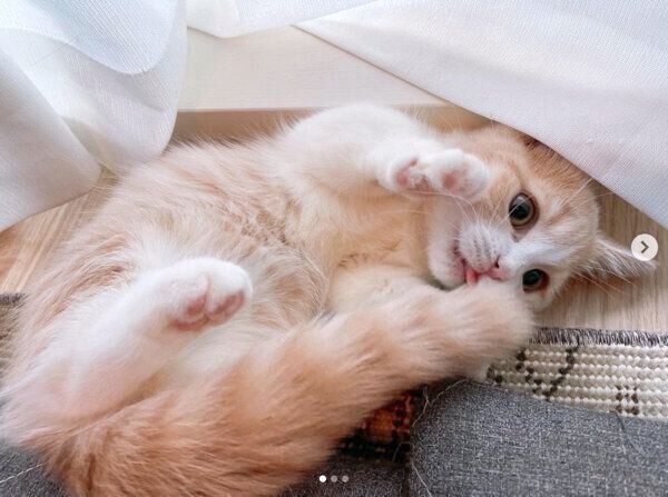 自分のしっぽで遊ぶみりんちゃん