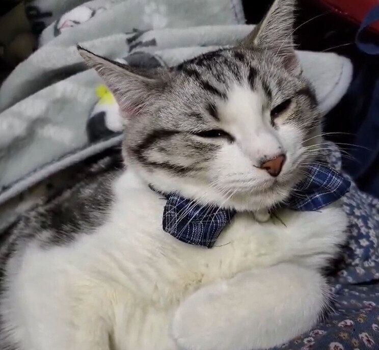 生後約5カ月のマンチカン