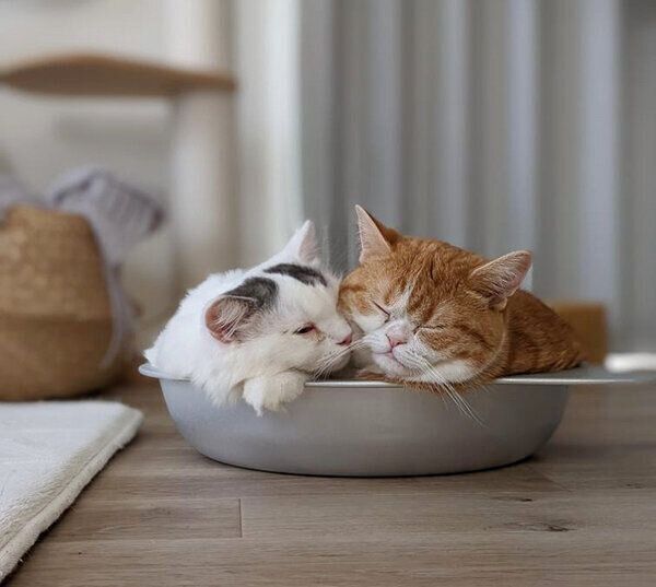 テテちゃん、ピノくん