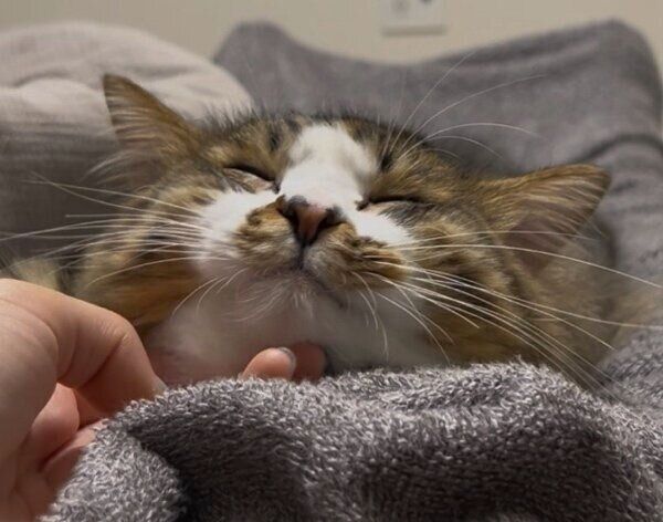 なでられて嬉しそうなほたてくん