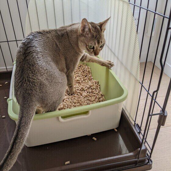 トイレが終わったのを報告するシンガプーラ