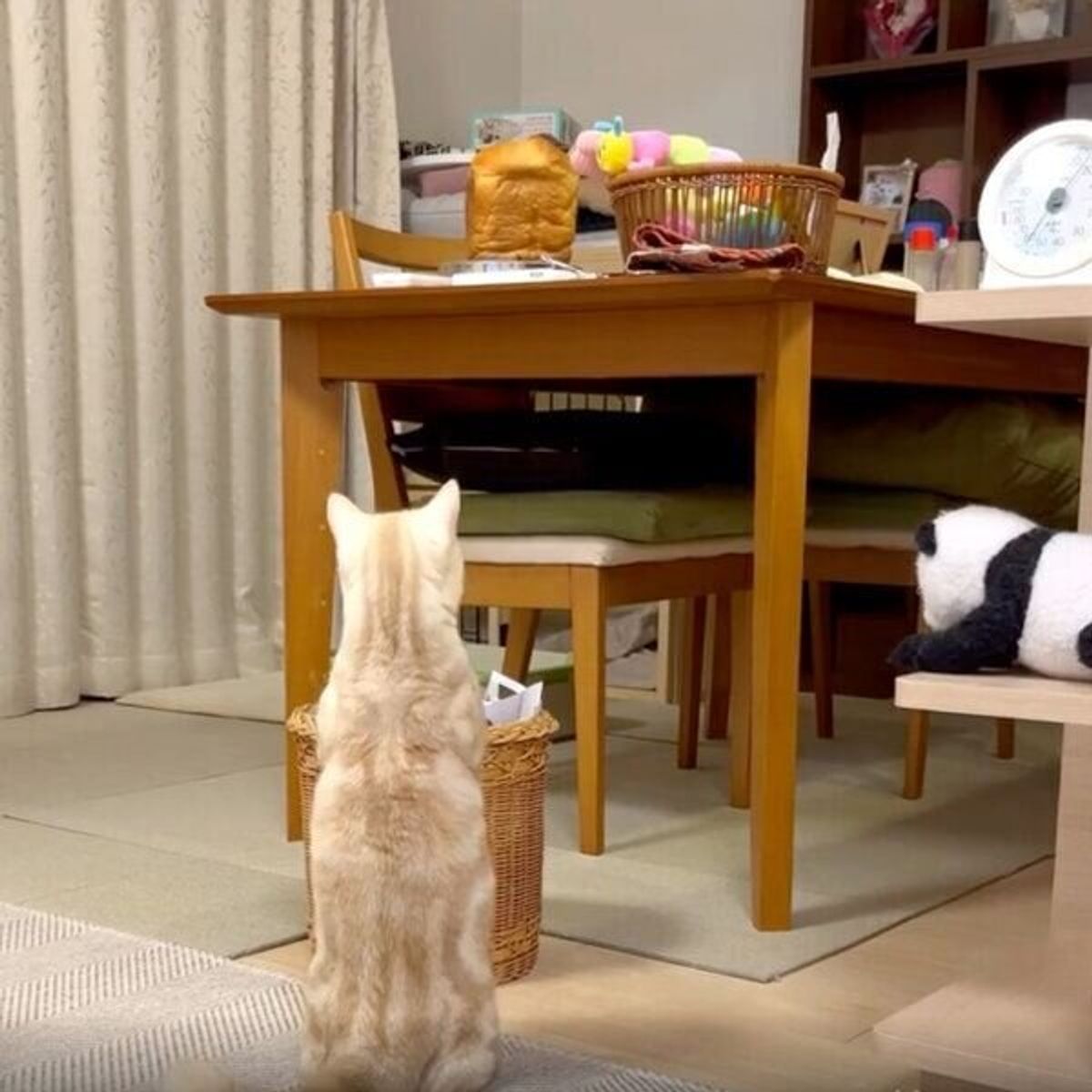 机の上の 焼きたてパンの香り につられる猫 必死に覗こうとする姿が可愛い ねこのきもちweb Magazine 机の上の 焼きたてパンの香り につられる猫 必死に覗こうとする姿が可愛い ねこのきもちweb Magazine