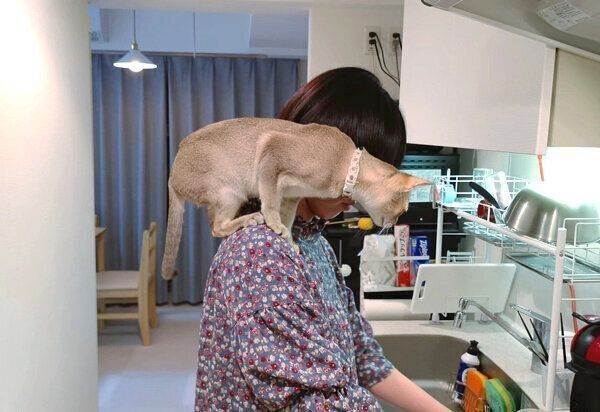 飼い主さんの肩に乗るルルちゃん